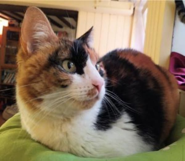 Lomi FIV+ sucht in Wohnungshaltung