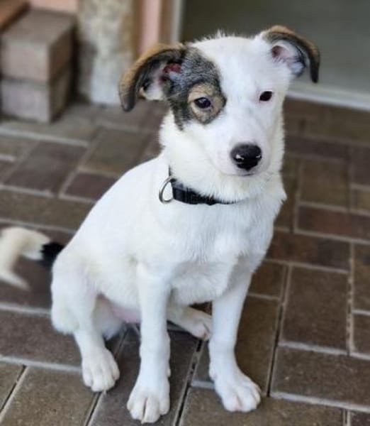 Jolie
