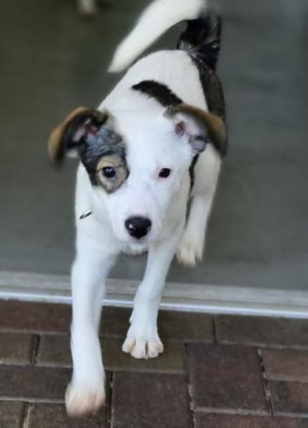 Jolie