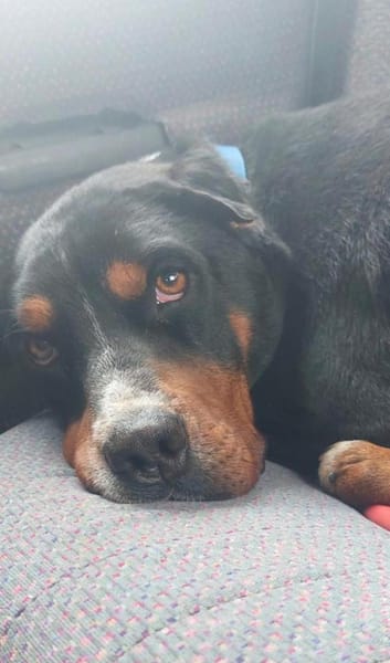 Tobi ein freundlicher Rüde