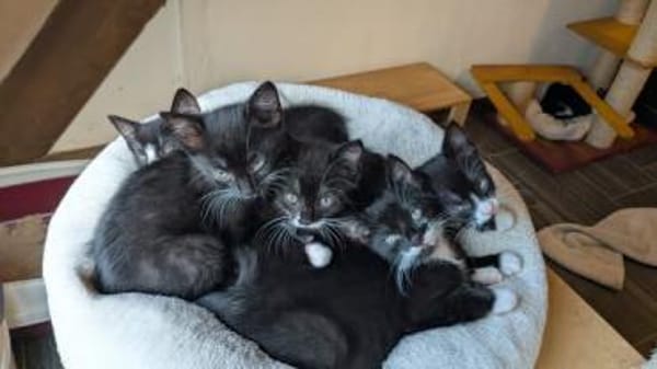 Vier Kitten-Rabauken suchen Zuhause zum