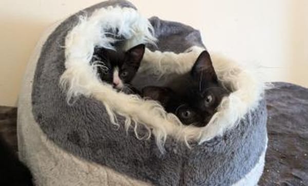 Vier Kitten-Rabauken suchen Zuhause zum