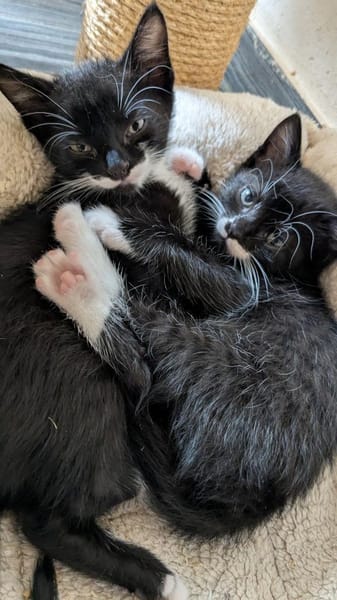 Vier Kitten-Rabauken suchen Zuhause zum