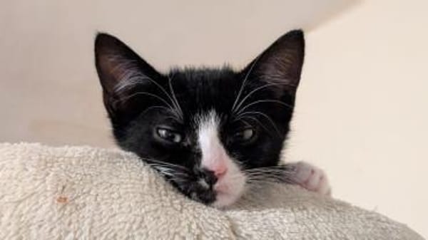 Vier Kitten-Rabauken suchen Zuhause zum