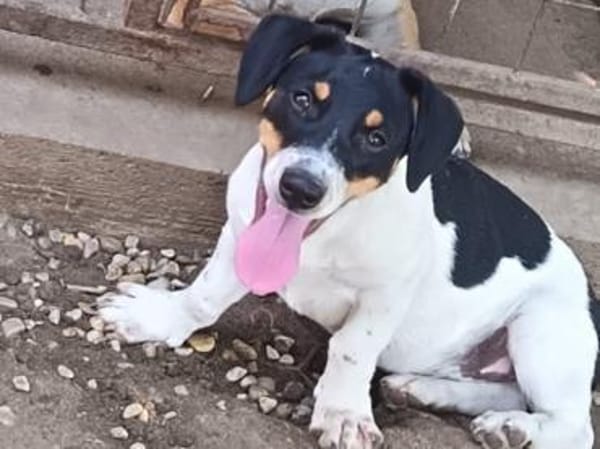 Lebensfroher Pepito sucht euch