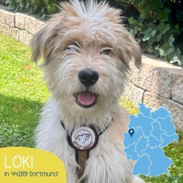Freundlicher Loki sucht seine Familie
