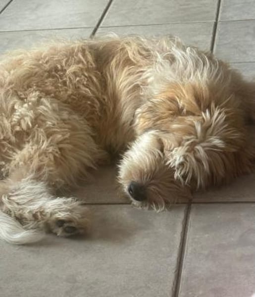 Freundlicher Loki sucht seine Familie