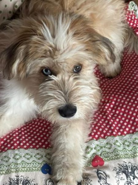 Freundlicher Loki sucht seine Familie