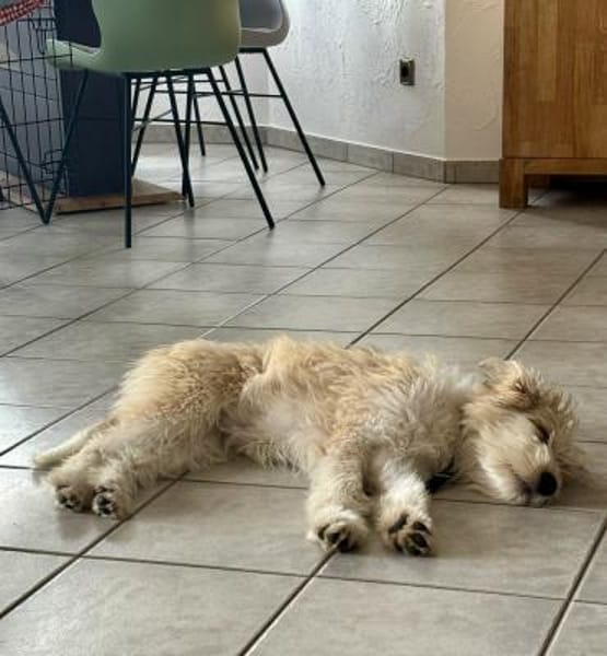 Freundlicher Loki sucht seine Familie