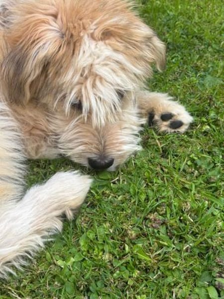 Freundlicher Loki sucht seine Familie