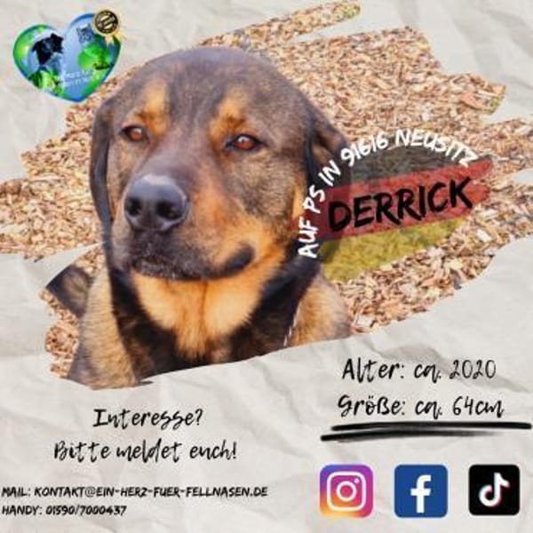 DERRICK - kann das Hunde 1x1 perfekt!