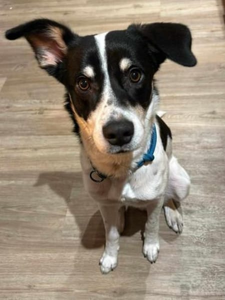 Murphy von kettenlos