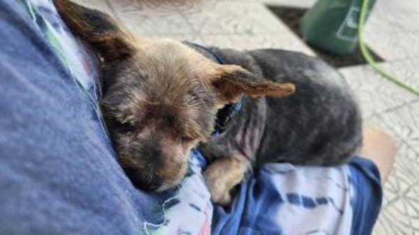 Yorkie Sunny