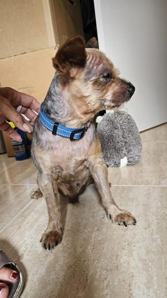 Yorkie Sunny