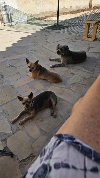 Yorkie Sunny