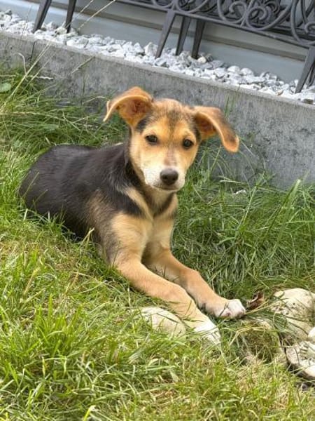 Tolles kleines Kerlchen sucht Körbchen