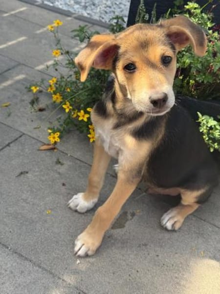 Tolles kleines Kerlchen sucht Körbchen