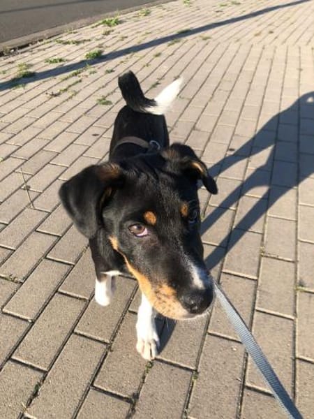 Kleiner, tapferer Filou sucht ...