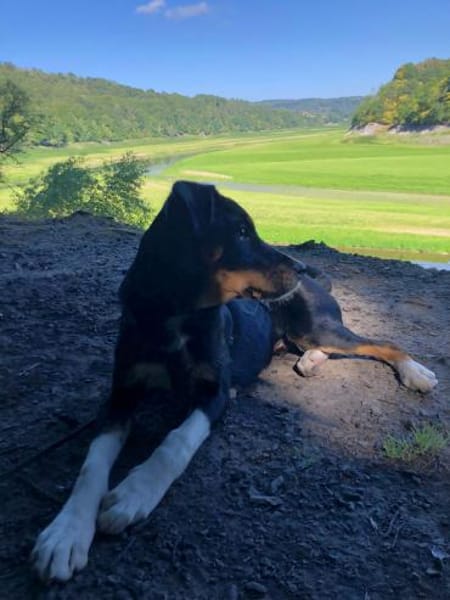 Kleiner, tapferer Filou sucht ...