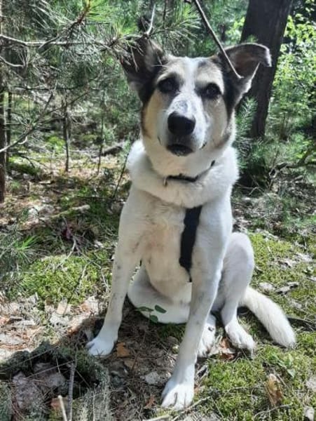 Leni auf Pflegestelle in Brandenburg