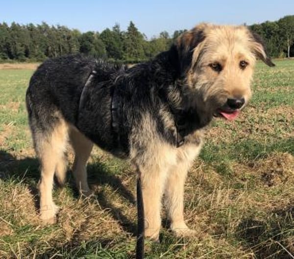 Sanfte Wuschelmaus Cleo