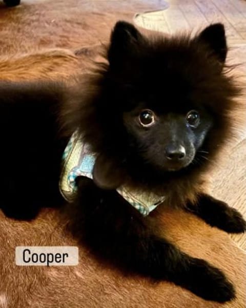 Cooper in Berlin (10407)