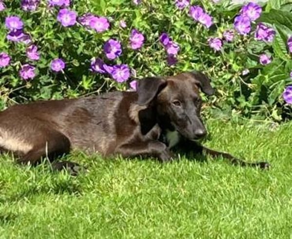 SAMI- KLEINER SONNENSCHEIN