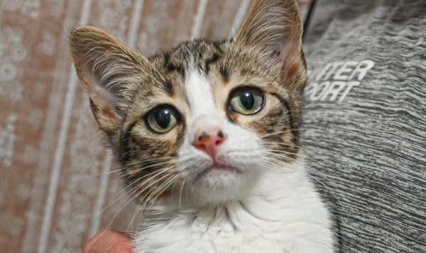 POTTE (en cours d'adoption)