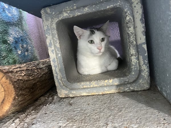 PEDRO