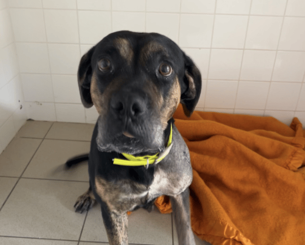 Pheeline (en cours d'adoption)