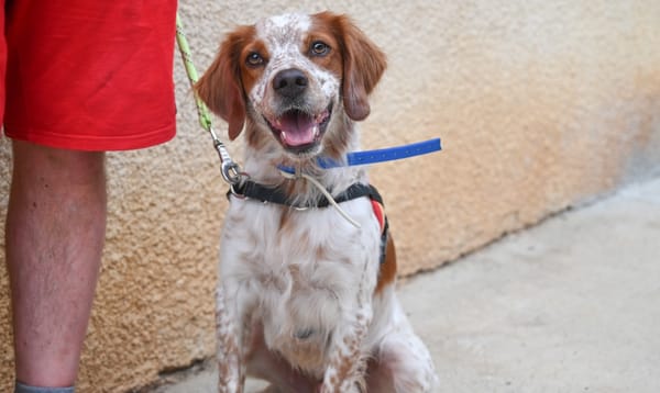 Douki (en cours d'adoption)