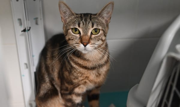 SAM (en cours d'adoption)