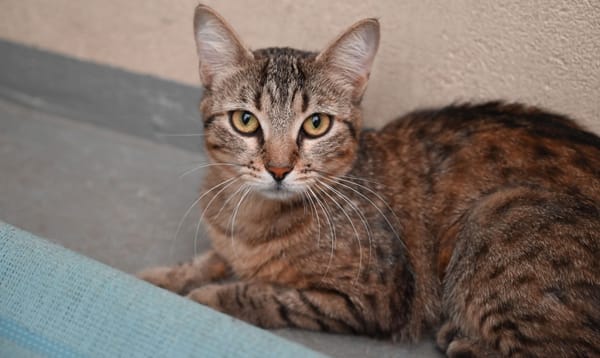MOCHA