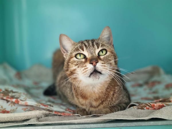 SARA (ADOPTION EN COURS)