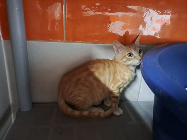 diego