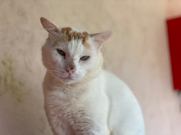ULYSSE (RESERVE)