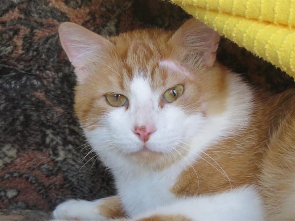 Hélio