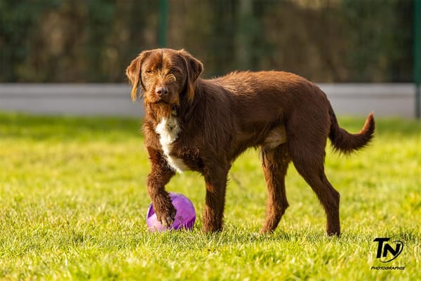 TYSON (réservé) OAA19411