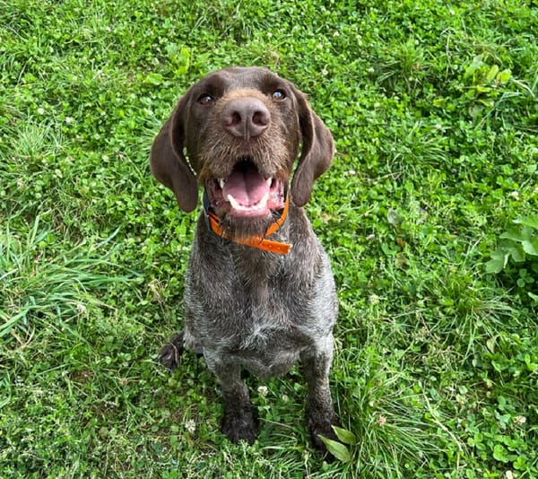 ROSCO
