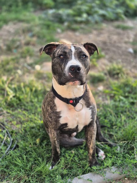 tuco