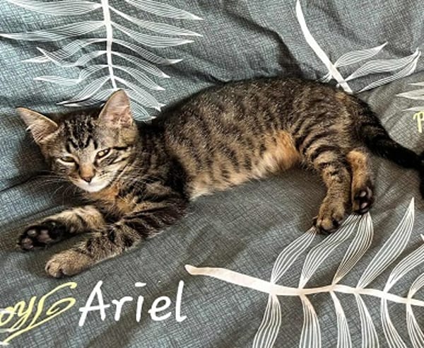 ARIEL