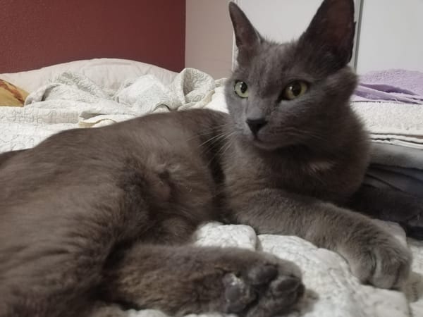 Miso