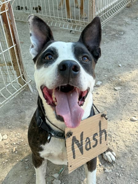 NASH (Maria)