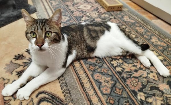 Léo