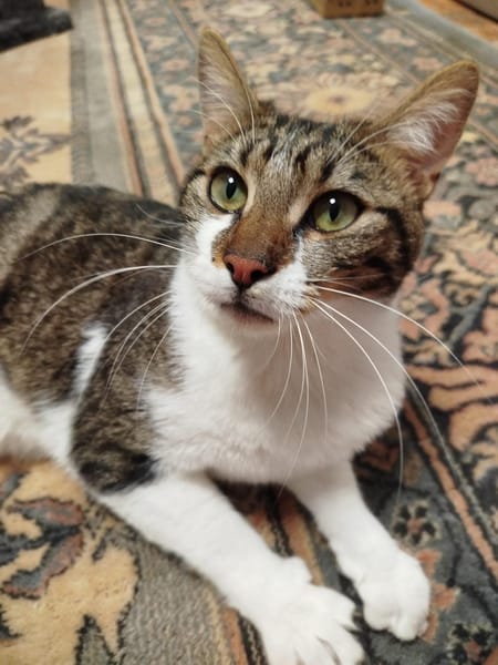 Léo
