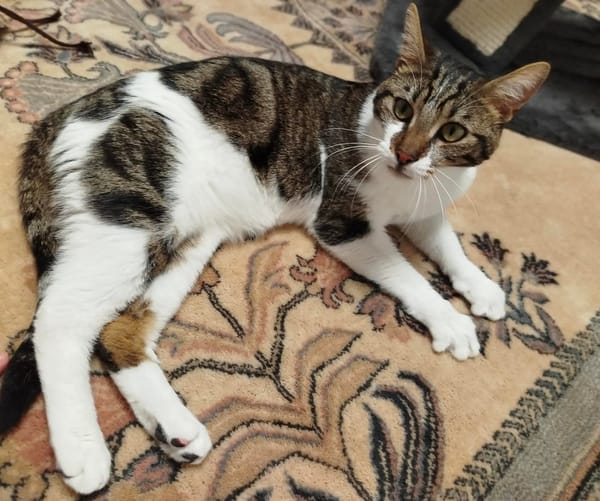 Léo