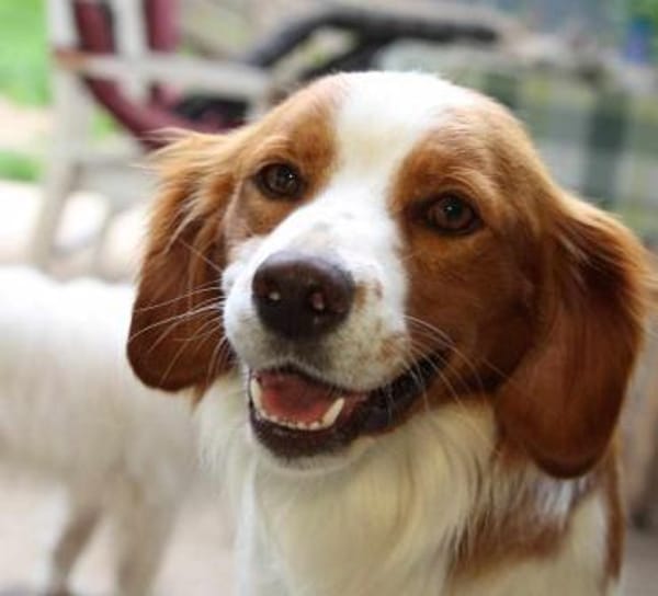 Cameo ein Herzenshund sucht sein Zuhause
