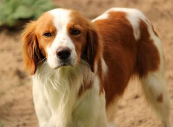 Cameo ein Herzenshund sucht sein Zuhause
