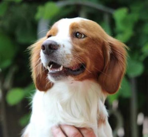 Cameo ein Herzenshund sucht sein Zuhause