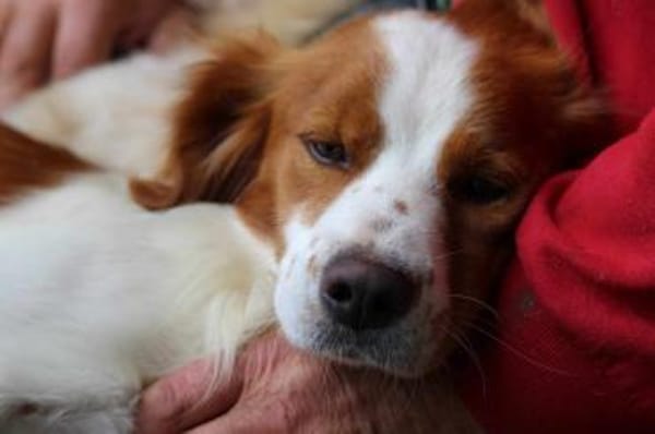 Cameo ein Herzenshund sucht sein Zuhause